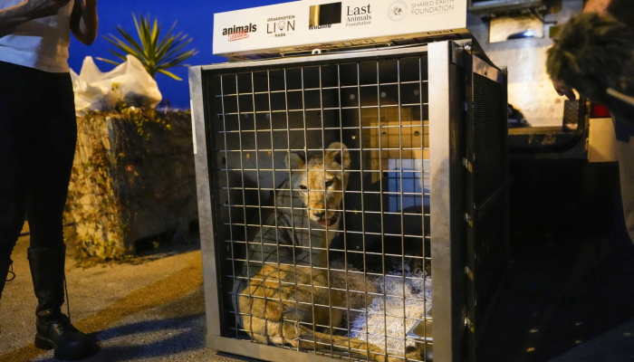 Lion cub escapes Lebanon war, brought to sanctuary in South Africa