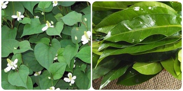 Fish mint leaves and guava leaves are very good for health.