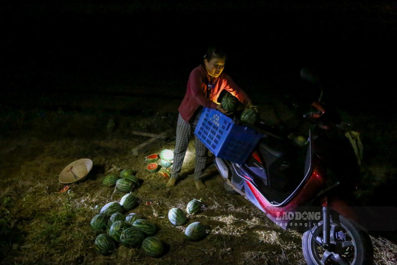 Nhiều chủ vựa dưa cho biết bản thân cũng chọn đi thu mua dưa vào chập tối, trong tiết trời mát mẻ. Theo cô Lê Thị Mốc (trú xã Hòa Liên, huyện Hòa Vang, Đà Nẵng), dưa hấu Trường Định ngon, năm nay lại được mua, giá mua tại vườn 7.500 đồng/1kg.