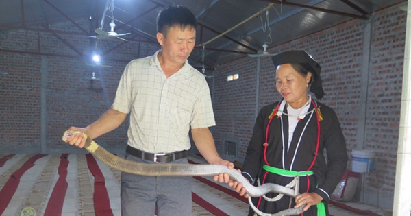 Raising cobras, wild animals in the mountains of Tam Dao, Vinh Phuc, the husband holds the head, the wife holds the tail