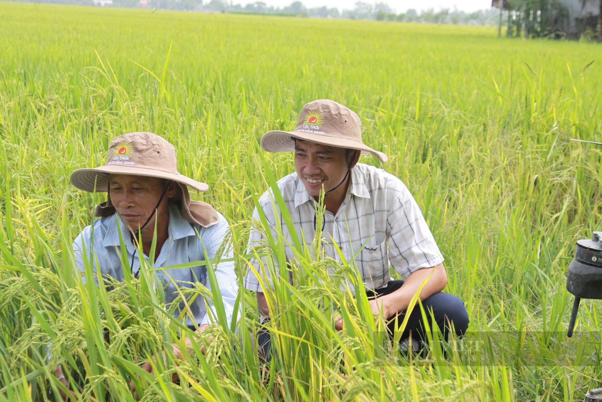 Nói về giá lúa thời gian qua, ông nông dân An Giang dùng một từ: 