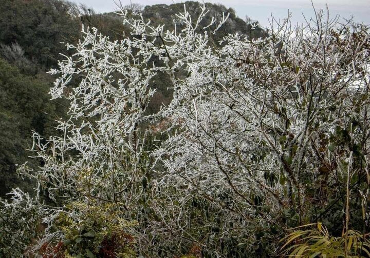 Frost appeared on the top of Phja Oac mountain on the afternoon of January 22. (Photo: Cao Bang Security Television)