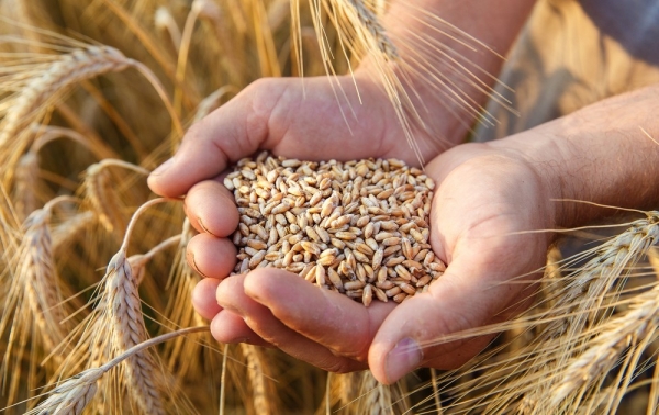 In October 2024, Ukraine was the largest wheat supplier to Vietnam.