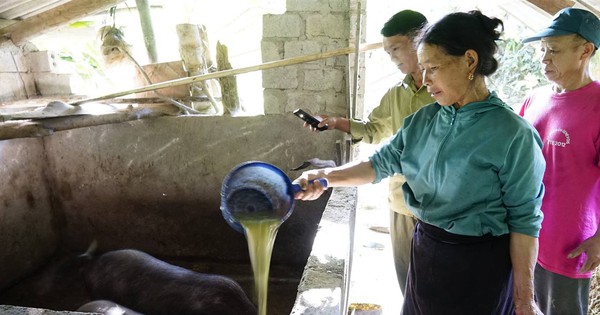 Enorme cerdo negro, una especialidad rara criada con éxito en Lao Cai, acaba de decir que lo venderían, los comerciantes lo compraron todo