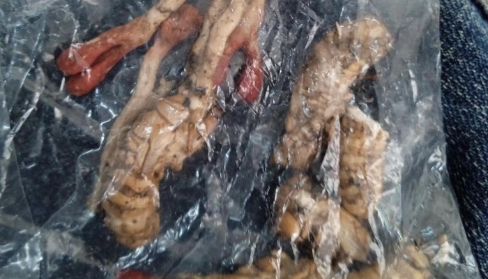 Casi muero por comer pupas de cigarra pensando que eran cordyceps