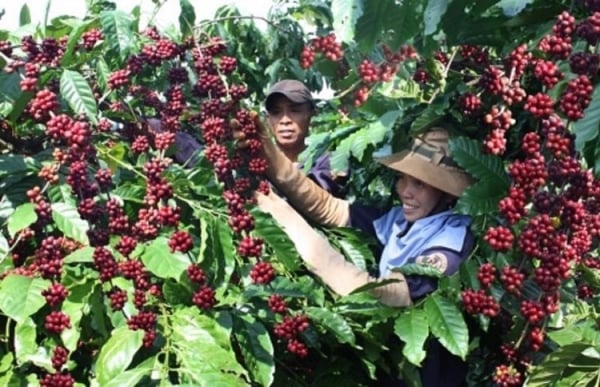 Los precios del café se mantienen estables entre 118.200 y 119.200 VND/kg