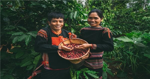 Le festival du café vise à stimuler l'économie des hauts plateaux du centre