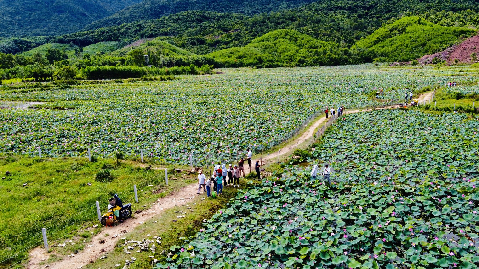 Un coin de l'étang aux lotus de Tra Ly vu d'en haut. Photo : Q.T