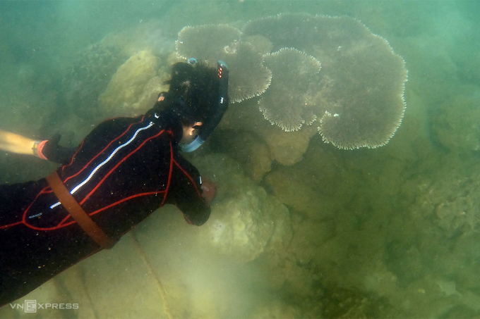 Un miembro del grupo de apnea de Danang corta una red fantasma atrapada en un arrecife de coral. Foto: Nguyen Dong