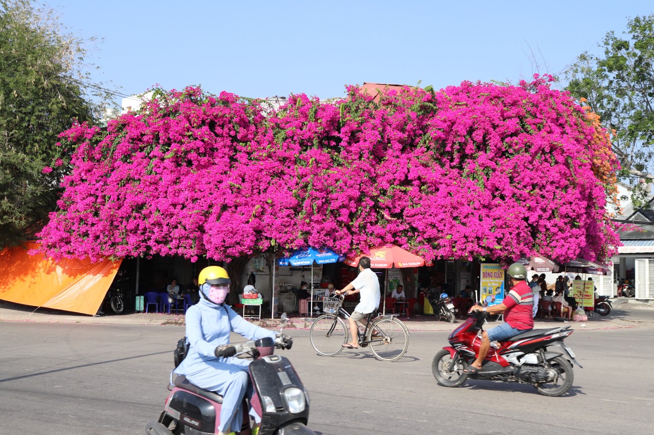  Độc đáo giàn hoa giấy rực đỏ bên cạnh nhà thờ ở Phan Thiết - Ảnh 1.