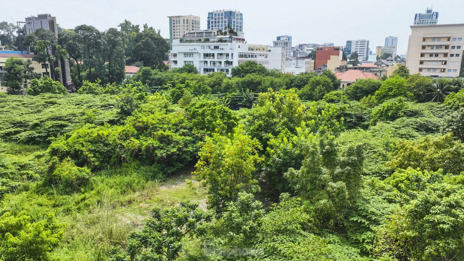 Scene of overgrown weeds in a trillion-dollar stadium on 'golden land' in Ho Chi Minh City photo 3