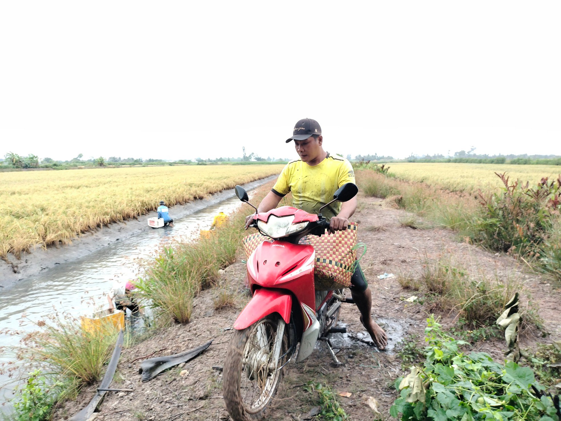 Close-up of Ca Mau farmers stirring mud to catch giant freshwater prawns photo 6