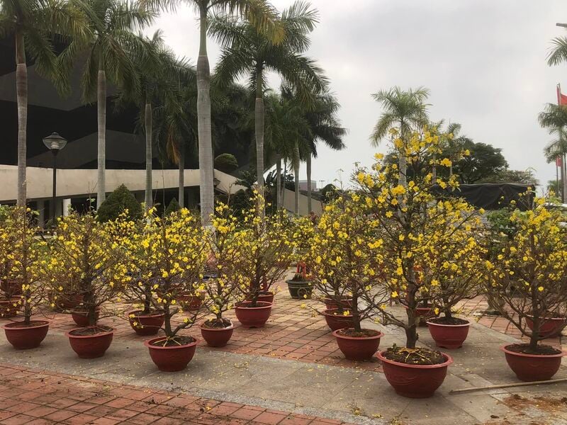 Les fleurs d'abricotier coûtent 700 000 dongs le pot. Photo: Nguyen Linh