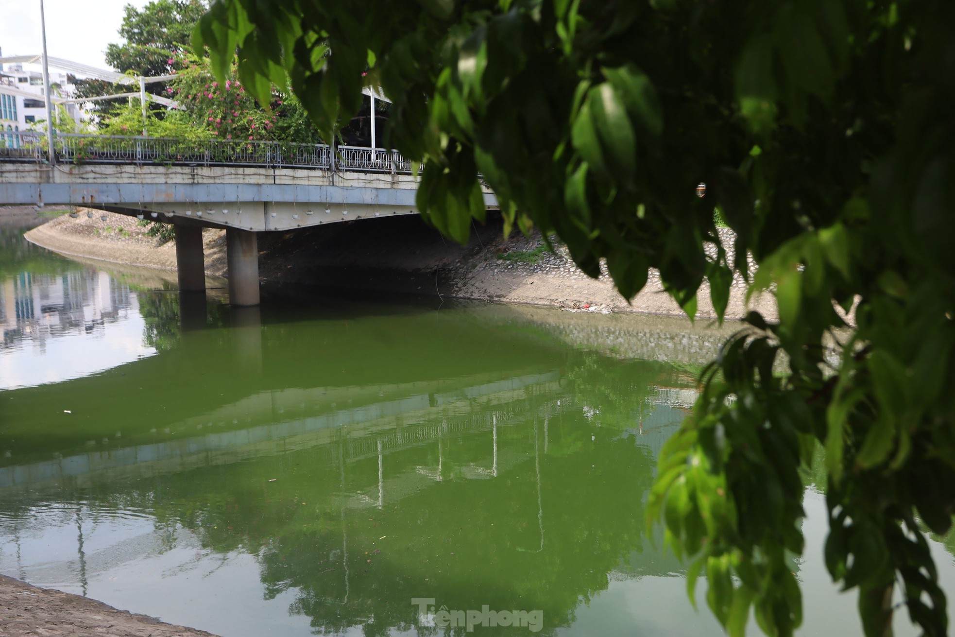 Nước chuyển màu xanh như nước Hồ Gươm, sông Tô Lịch bỗng 'nên thơ, trữ tình' ảnh 7