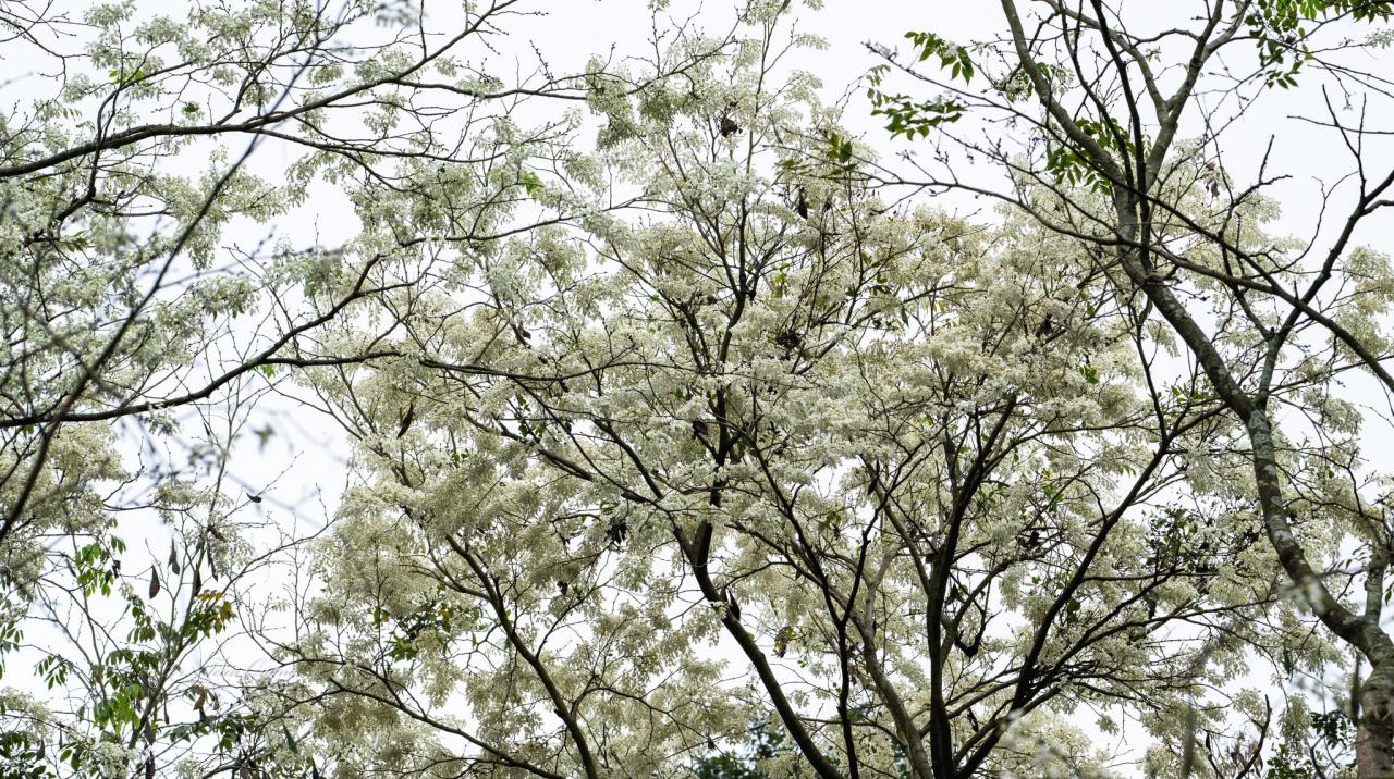 Su-Blumen kommen oft lautlos und viele Menschen sind überrascht, wenn sie plötzlich überall in der Gegend weiße Blumen blühen sehen. Jede Blütezeit dauert nur 2 - 3 Wochen. Wenn die Blüten abfallen, bleiben die zarten Blütenblätter perlweiß und weichen üppigem grünem Laub. Foto: Toan Quang