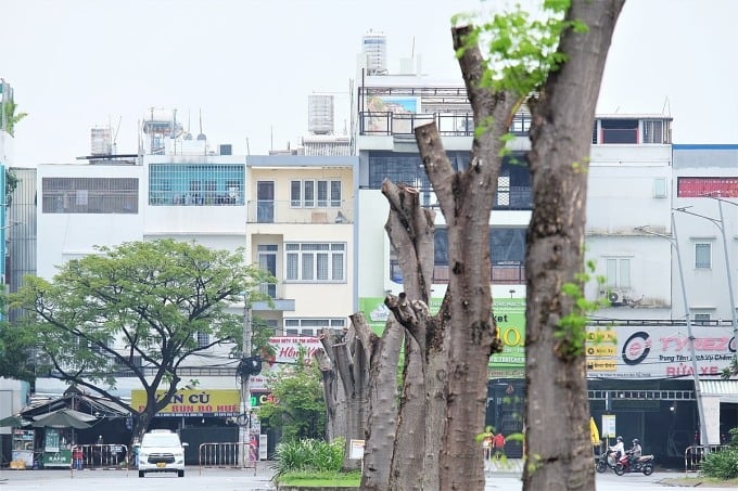 Une rangée d'arbres flamboyants royaux dont les troncs sont encore intacts après que toutes les branches ont été coupées au complexe médical de haute technologie Hoa Lam Shangri-La, dans le district de Binh Tan. Photo : Phuong Nhi