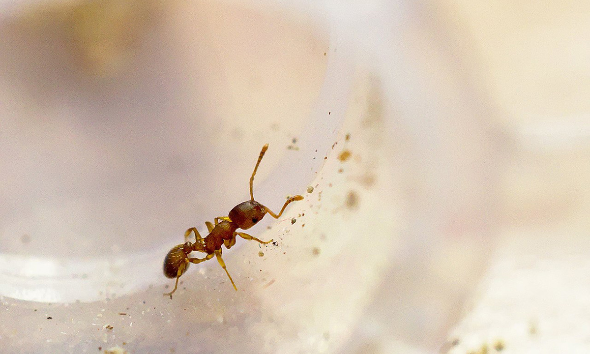 Parasite helps ants triple their lifespan