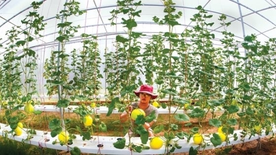 Dong Nai makes breakthrough in high-tech agriculture and organic agriculture