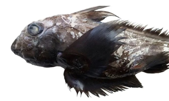Form des Geisterhais Chimaera supapae. Foto: David A. Ebert