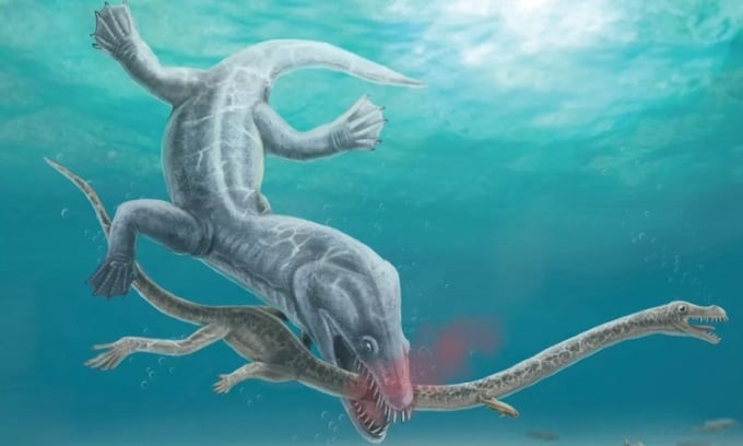 Mô phỏng Tanystropheus hydroides bị động vật ăn thịt lớn hơn cắn đứt cổ. Ảnh: Roc Olivé