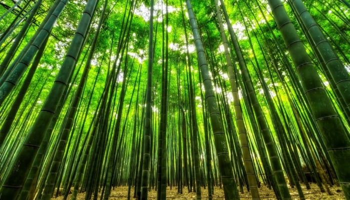 Is bamboo the solution to the fossil plastic problem?