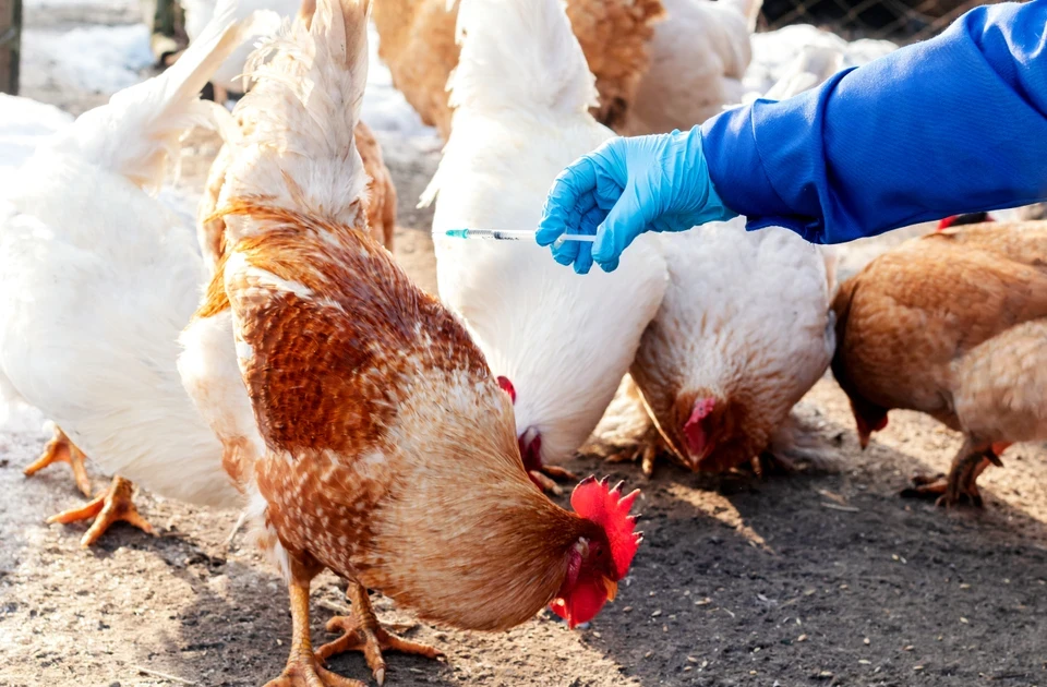 多くの国が養鶏農家に鳥インフルエンザの予防接種を検討