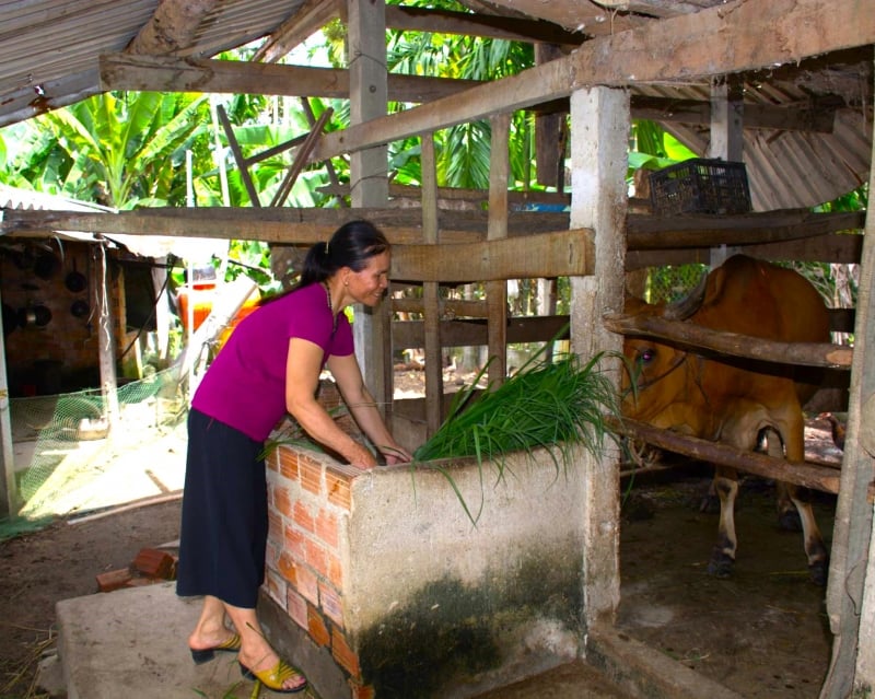 2.Chị Bùi Thị Mỹ Hạnh chăm sóc đàn gia súc của gia đình