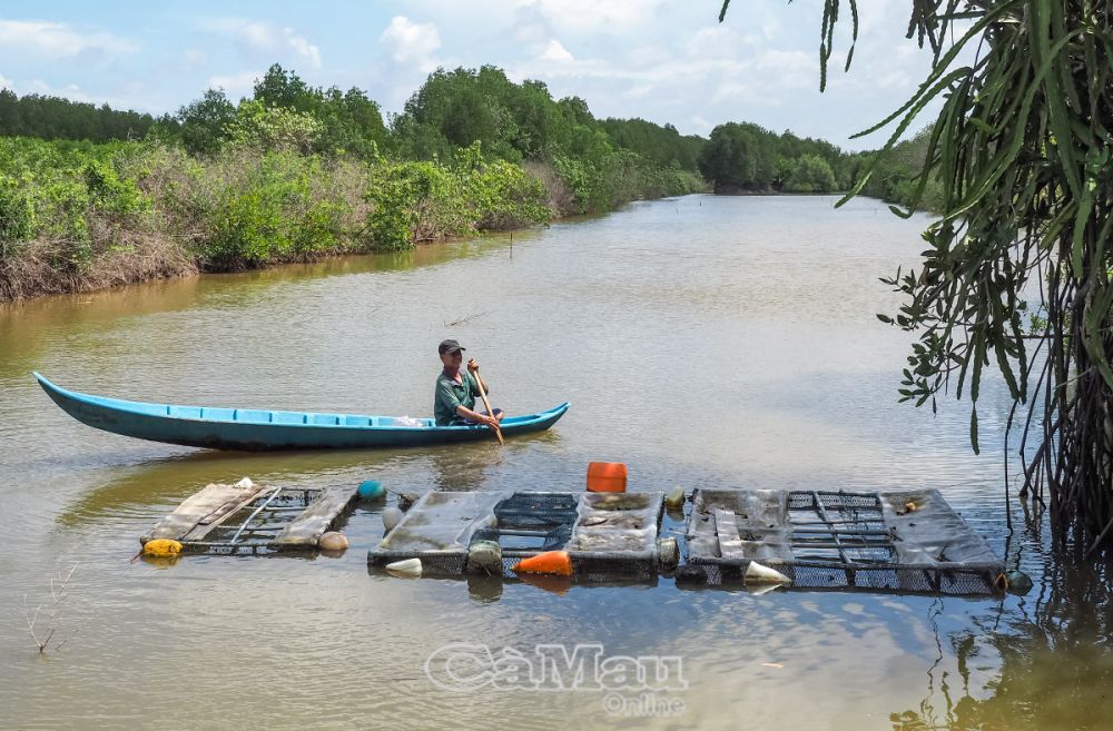 Nông dân một xã của Cà Mau nuôi cá bống mú, cá mú thả lan ở vuông tôm, hễ bắt lên là bán hết veo- Ảnh 1.