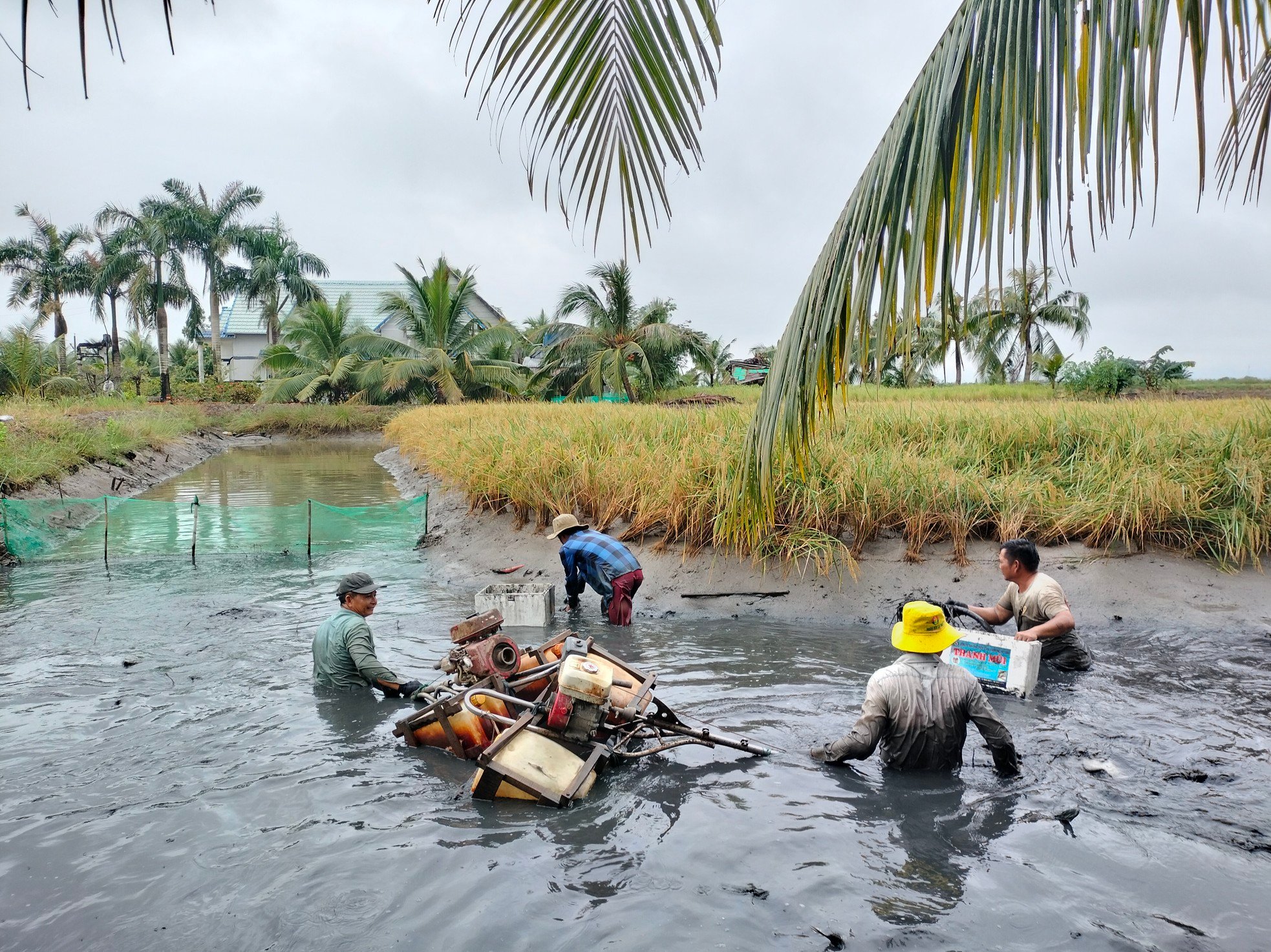 Close-up of Ca Mau farmers stirring mud to catch giant freshwater prawns photo 4