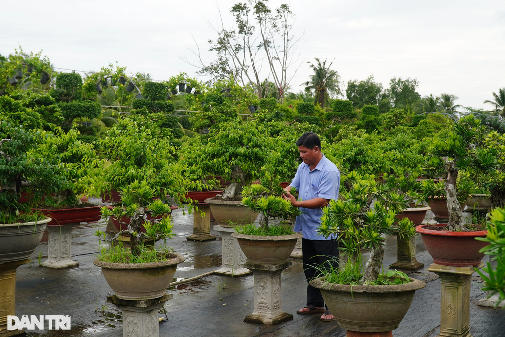 Chuyện tậu cơ ngơi trăm tỷ của nghệ nhân bonsai Sa Đéc - 3