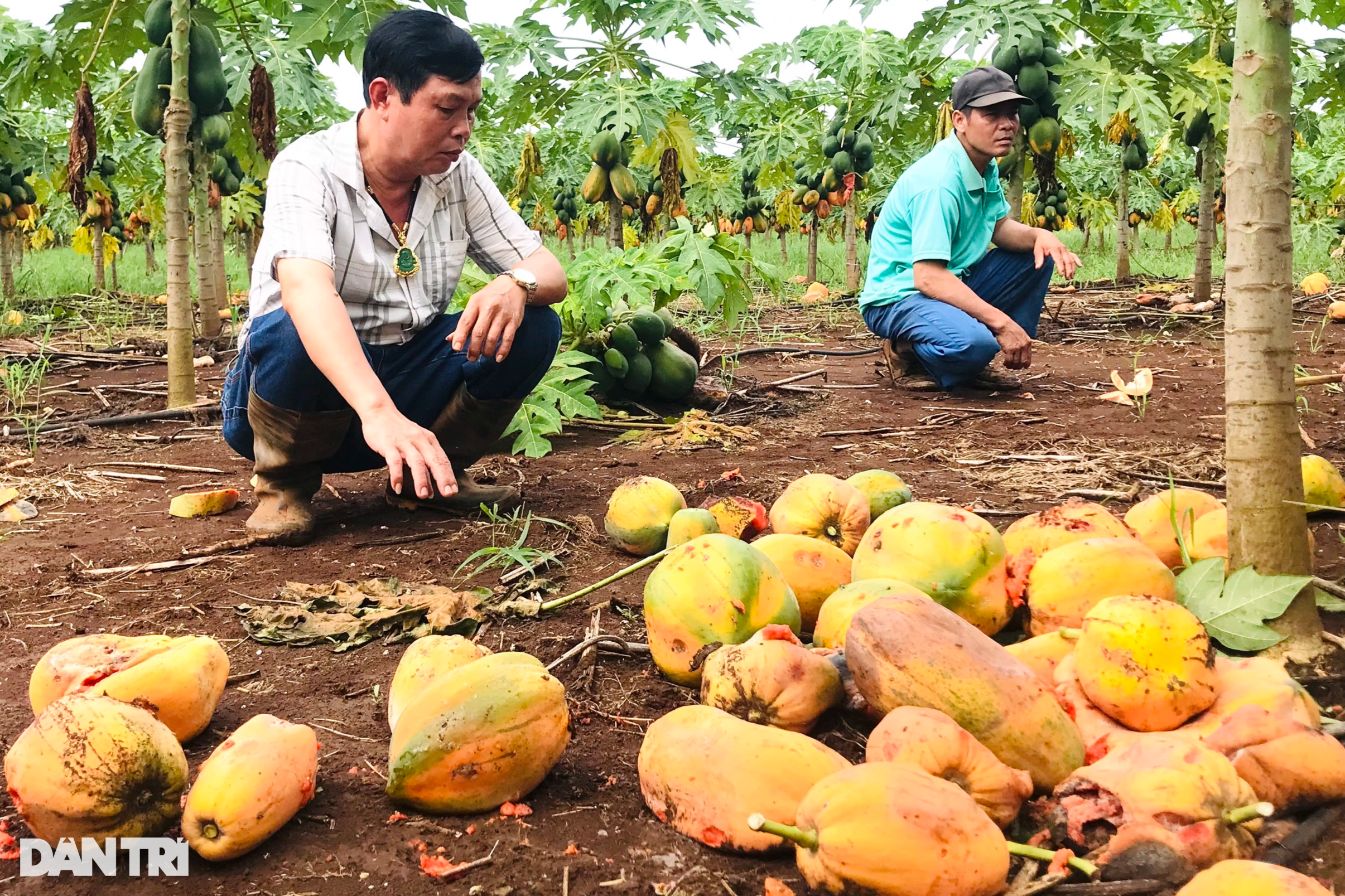 Người trồng đu đủ khóc nhìn hàng tấn quả chín rục gốc, nguy cơ bay 8 tỷ - 4