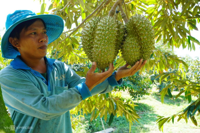 Sầu riêng tại nhà vườn ở Long An. Ảnh: Hoàng Nam