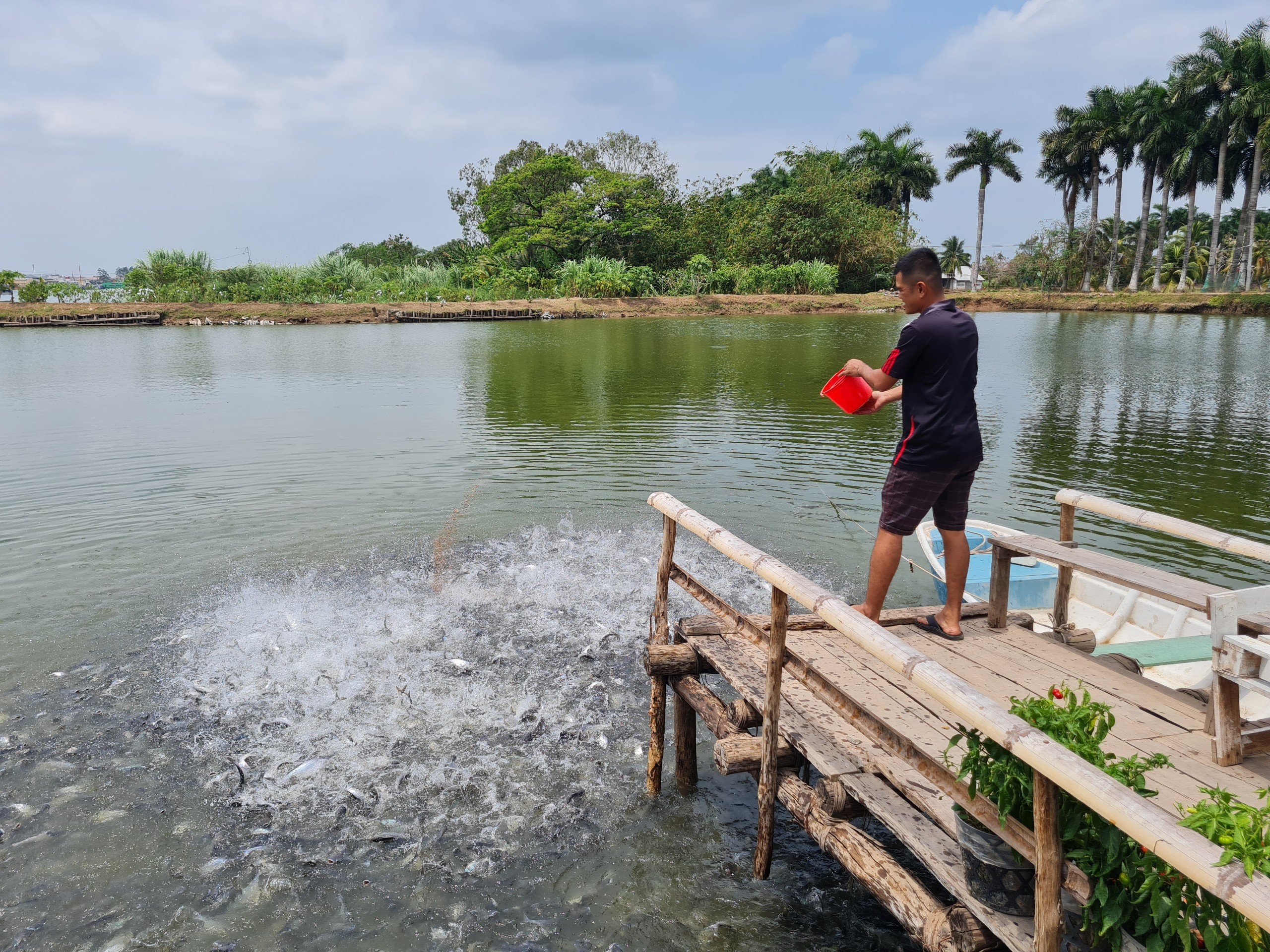 Xuất khẩu cá tra hồi phục ở các thị trường lớn - Ảnh 2.