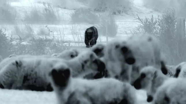 Im Rahmen einer Sendung von National Geographic vom 13. September wurden in der Wildnis Patagoniens mit einer Wärmebildkamera Aufnahmen eines Pumas bei der Schafjagd gemacht.