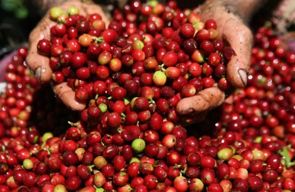 Giá cà phê Robusta giảm sâu kỷ lục