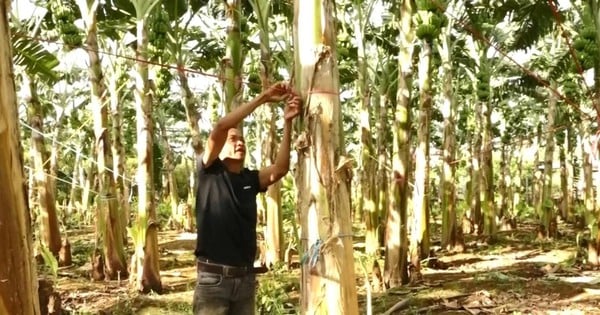 Mit dem Anbau thailändischer Bananen, die große Bündel großer Früchte produzieren, verdient ein Bauer aus Dak Nong ein Gehalt von 300 Millionen pro Jahr.