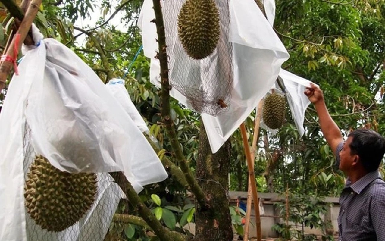 3 loại sầu riêng giá cao ngất ngưởng lên tới cả tỷ đồng/quả: Có loại đã trồng ở Việt Nam và giá đắt đỏ- Ảnh 6.