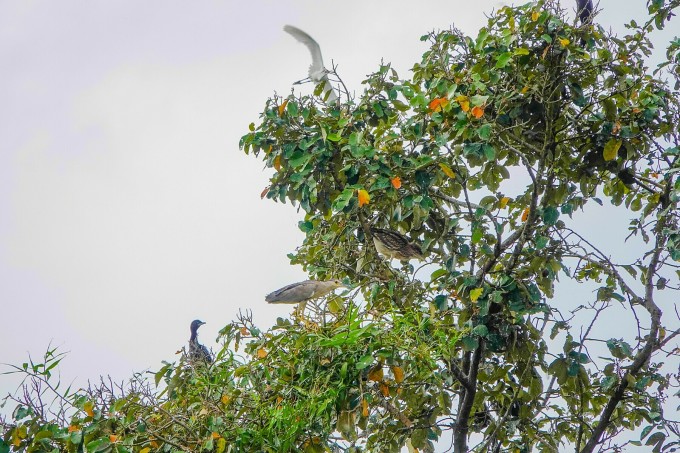 Además de cigüeñas blancas y grullas, el jardín también cuenta con raras mimosas de agua e ibis negros. Foto: Chuc Ly