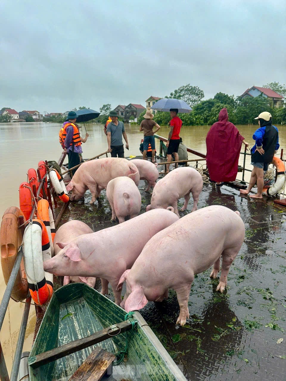 L'eau atteint le toit, tout le village se transforme en « oasis » photo 8