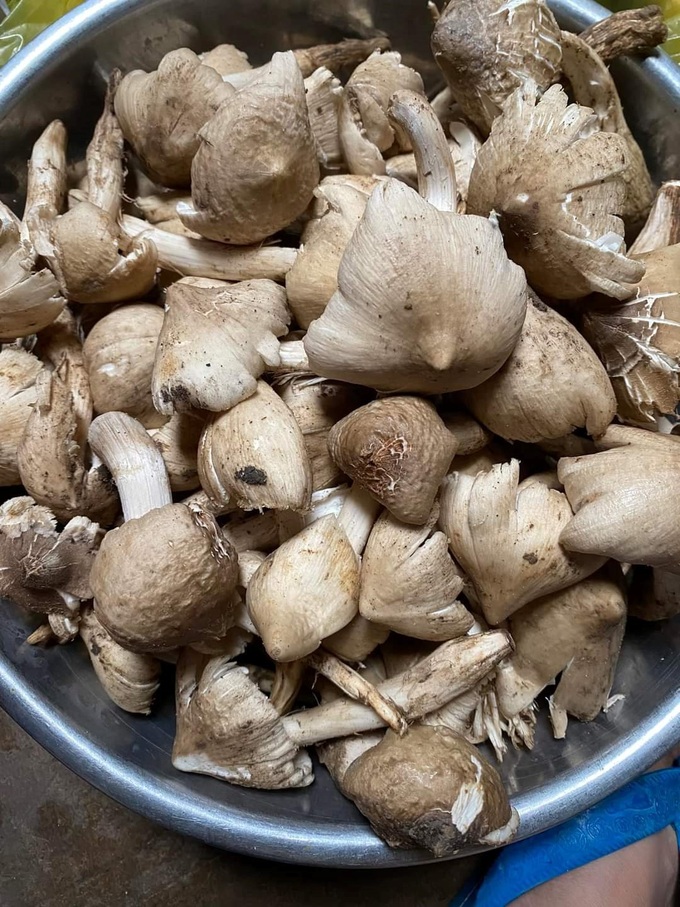 Rủ nhau thức canh lộc đất, nếu trúng ổ 1 tiếng kiếm 5 triệu đồng - 1