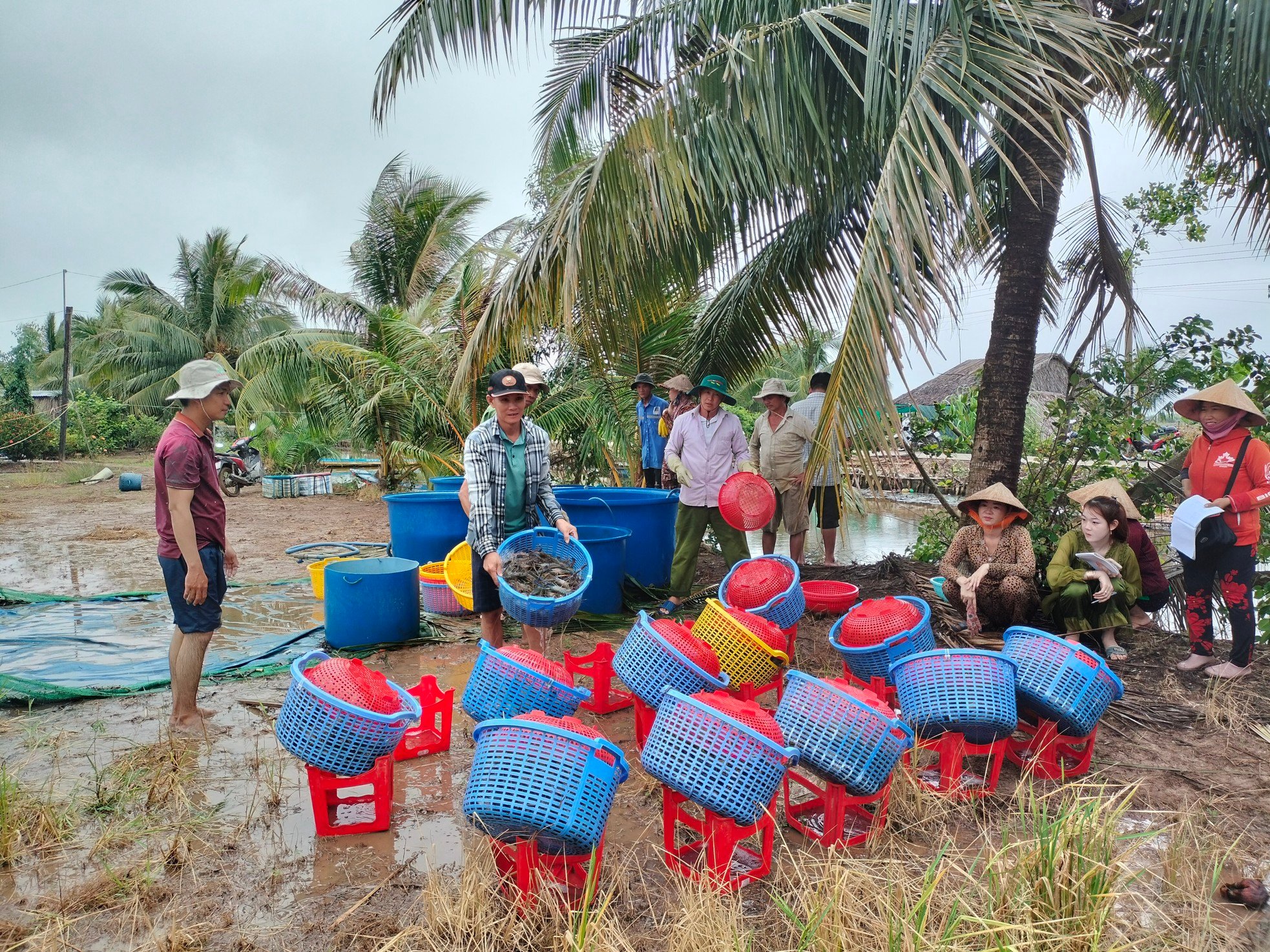 Close-up of Ca Mau farmers stirring mud to catch giant freshwater prawns photo 12