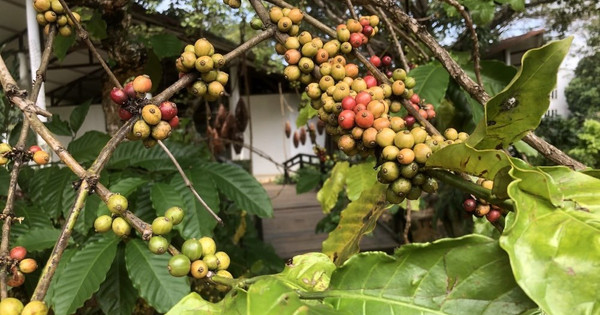 Coffee prices may reach a new record of 70,000 VND/kg, many businesses have to stay out of the game