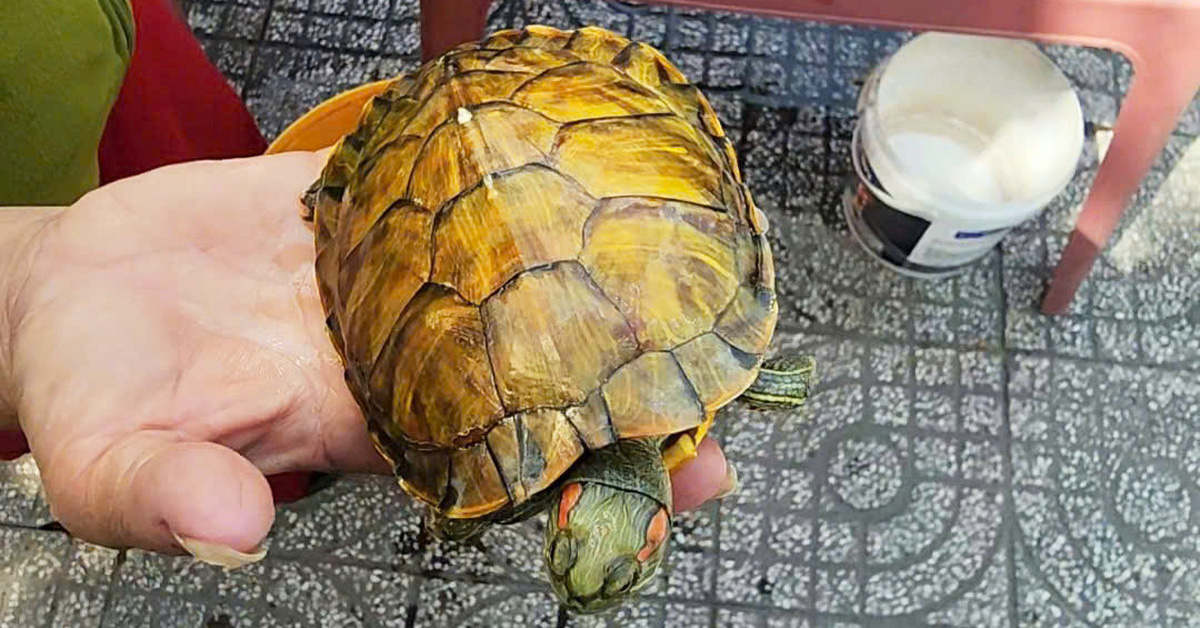 'Golden turtles that attract wealth' sold on sidewalks in Ho Chi Minh City, forest rangers say they are harmful red-eared turtles