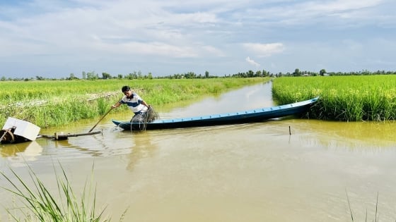 À propos du lieu avec près de 40 000 hectares de riz écologique sur des terres d'élevage de crevettes