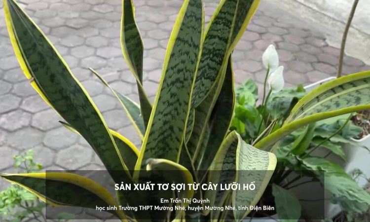 Production of silk fibers from snake plant leaves for making wigs