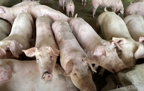 Prix ​​du porc aujourd'hui 13 janvier 2025 : 70 000 VND