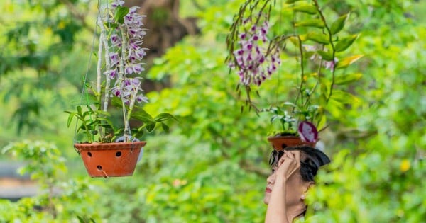 Plantas ornamentales y orquídeas de tres regiones muestran sus formas y colores en el Jardín Real de Hue