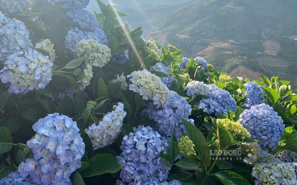 El Sr. Pham Ngoc Long, director de la Cooperativa de Ecoturismo Comunitario Hoang Lien Sa Pa, donde se ubica el jardín de hortensias, comentó: «En los últimos años, el Jardín de Rosas Antiguo de Sa Pa ha investigado y cultivado mucho la hortensia. Es una flor fácil de cultivar, muy adecuada para el clima de la ciudad de Sa Pa. De abril a junio, las hortensias florecen cada año, atrayendo a numerosos turistas que vienen a visitarla y tomar fotos».