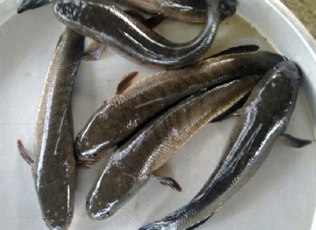 Fisch 1.jpg