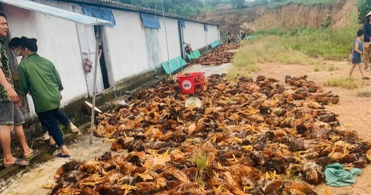 อากาศร้อนไฟช็อตไก่ตาย 10,000 ตัว